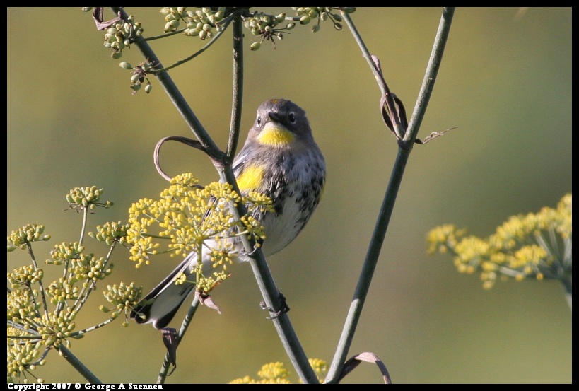 1208-153522-01.jpg - Yellow-rumped Warbler - Albany Plateau - Dec 8, 2007