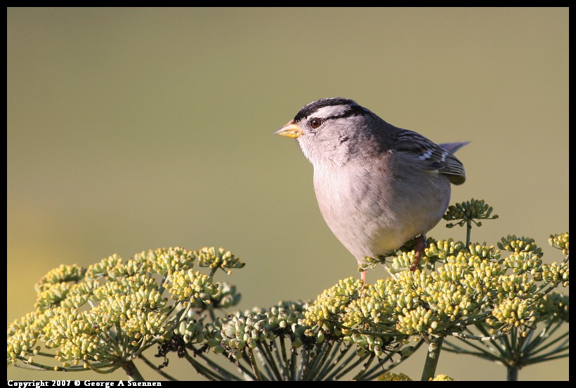 1208-161102-01.jpg - White-crowned Sparrow - Albany Plateau - Dec 8, 2007