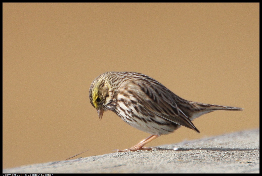 1127-124024-01.jpg - Savannah Sparrow