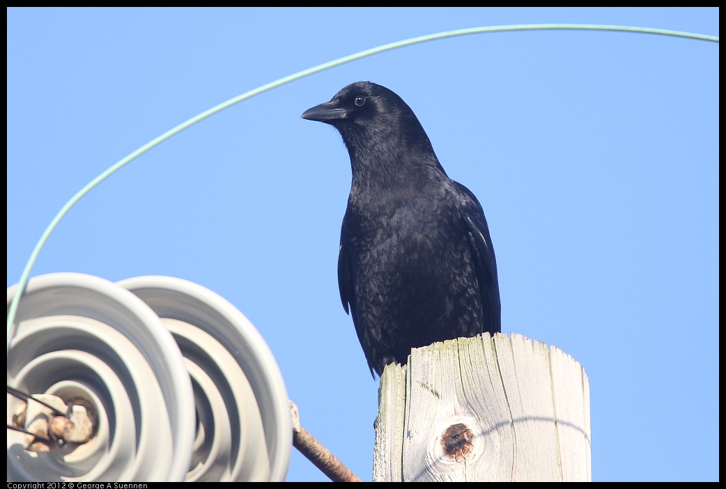 0216-164043-02.jpg - American Crow