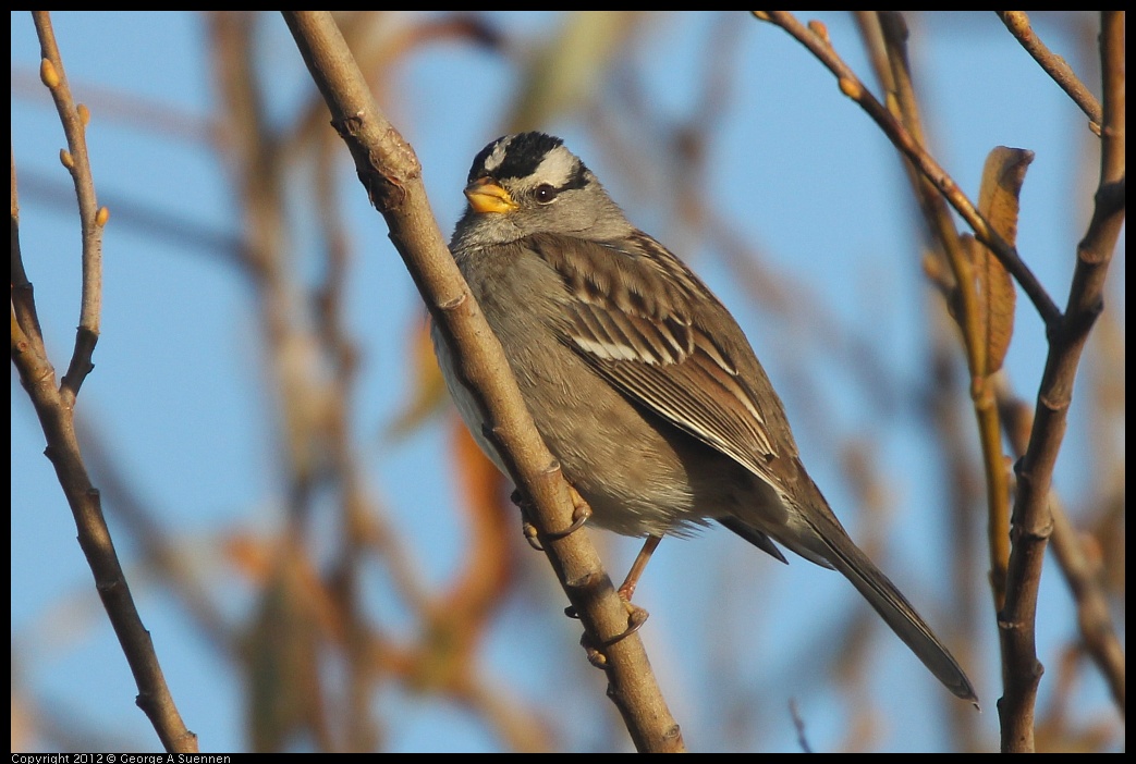 0216-164240-05.jpg - White-crowned Sparrow