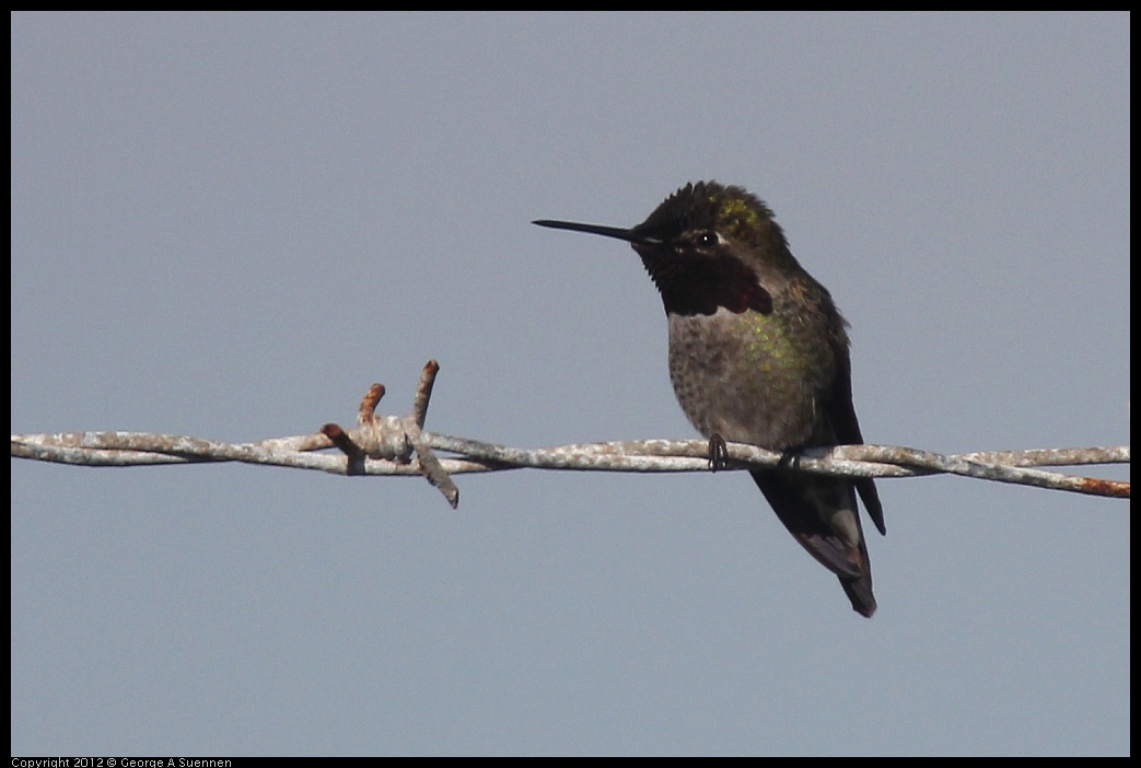 0217-100753-03.jpg - Anna's Hummingbird