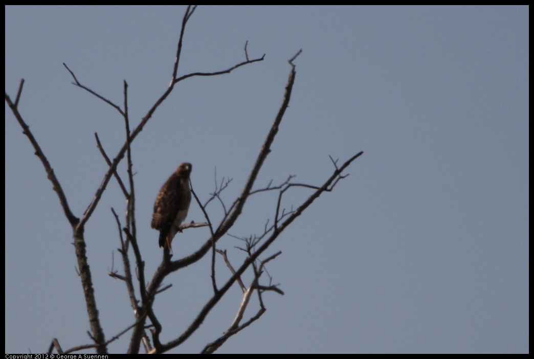 0218-111659-01.jpg - Red-tailed Hawk