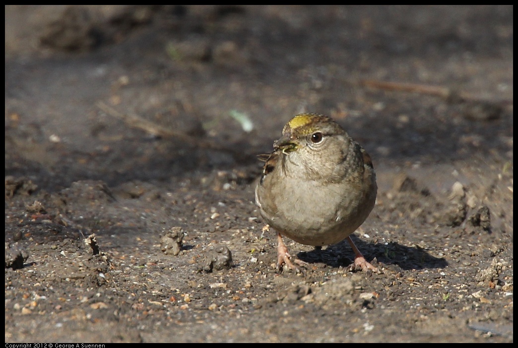 0302-092853-04.jpg - Golden-crowned Sparrow