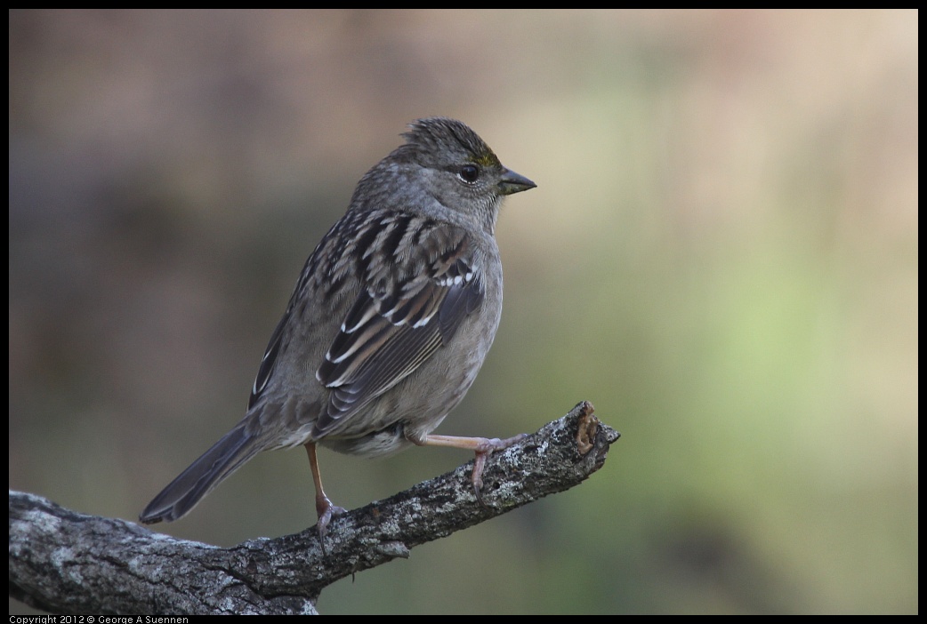 0302-093223-03.jpg - Golden-crowned Sparrow