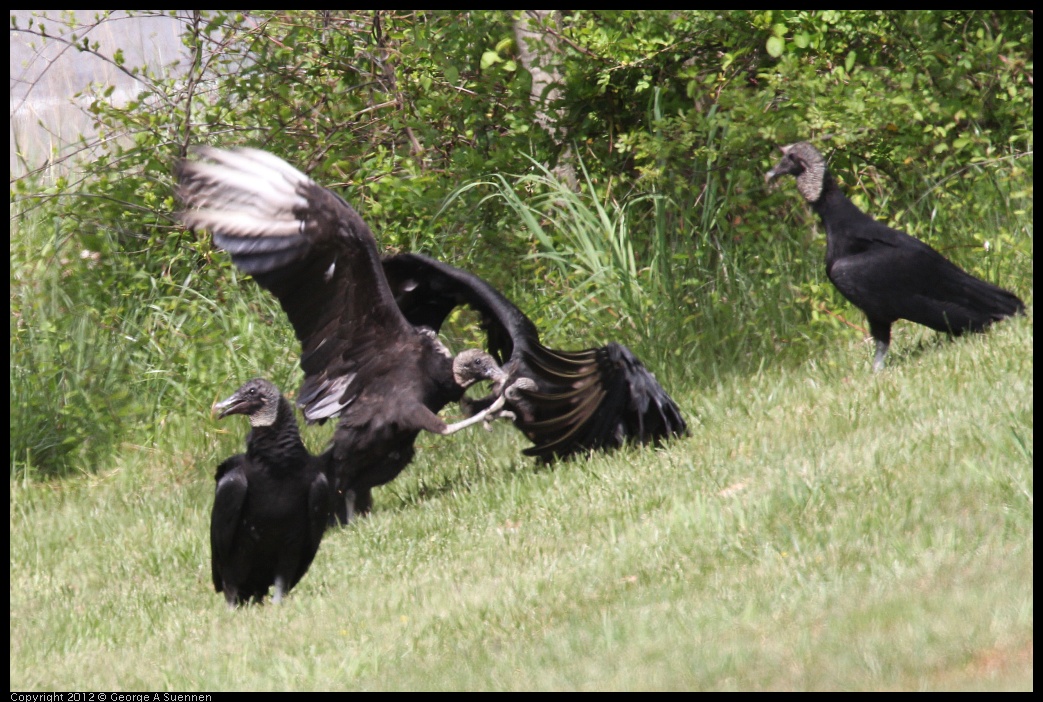 0414-083428-04.jpg - Black-headed Vulture