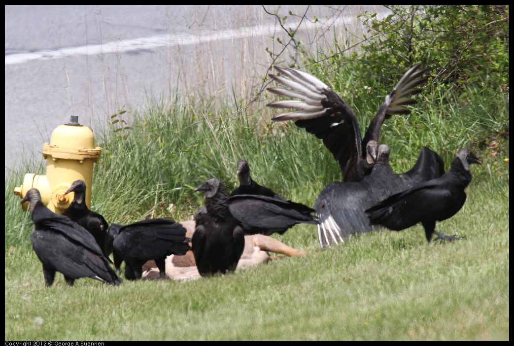 0414-083435-03.jpg - Black-headed Vulture