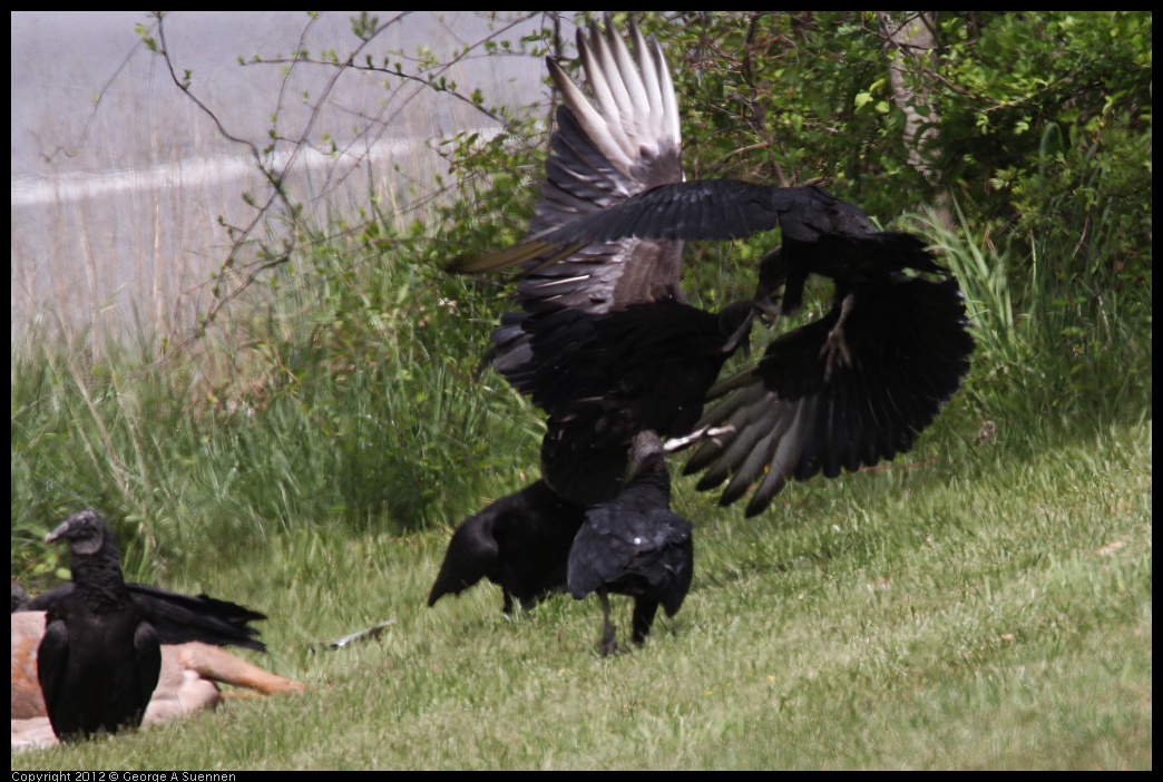 0414-083437-01.jpg - Black-headed Vulture