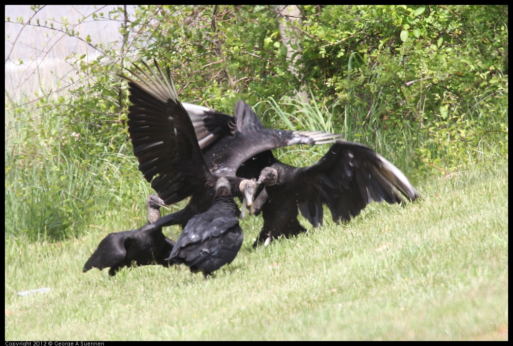 0414-083438-01.jpg - Black-headed Vulture