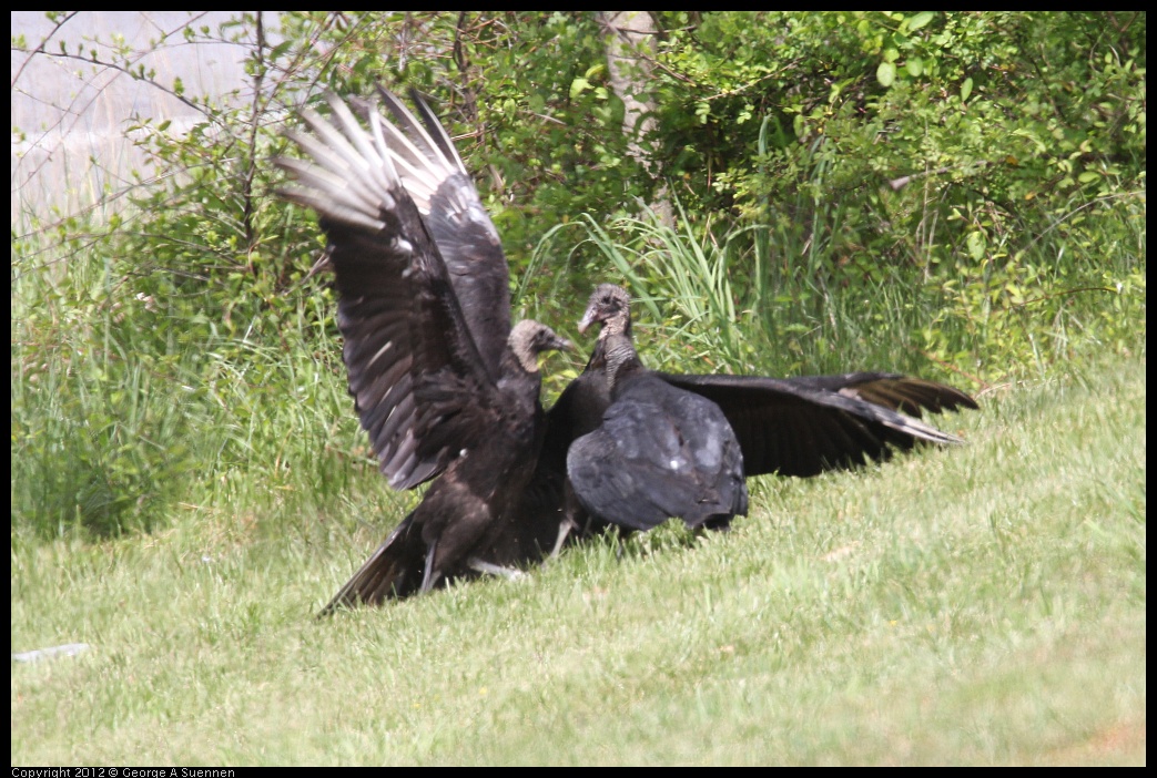 0414-083438-05.jpg - Black-headed Vulture