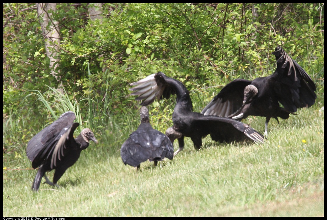 0414-083442-03.jpg - Black-headed Vulture