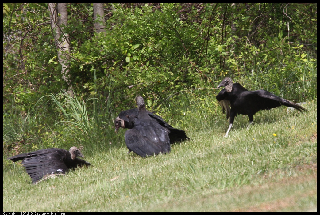 0414-083443-01.jpg - Black-headed Vulture