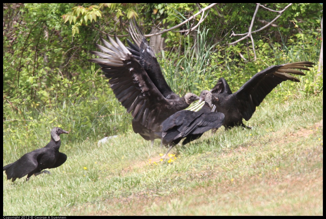 0414-083452-02.jpg - Black-headed Vulture