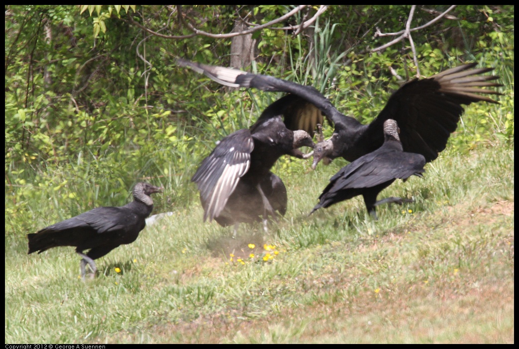 0414-083452-03.jpg - Black-headed Vulture