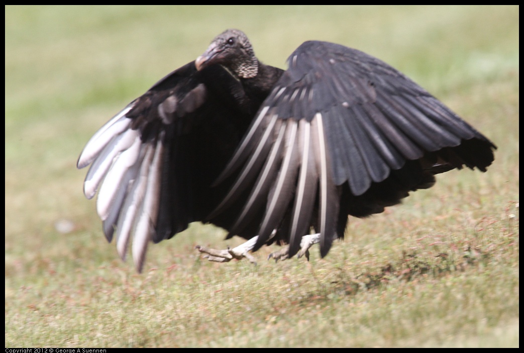 0414-083519-02.jpg - Black-headed Vulture