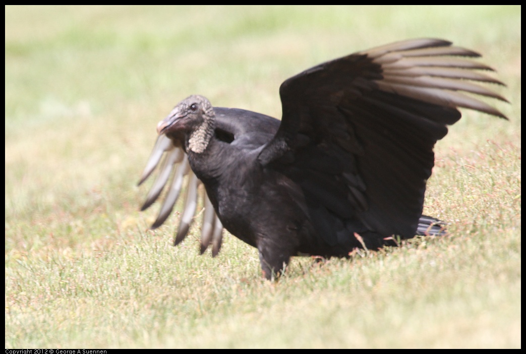0414-083519-03.jpg - Black-headed Vulture