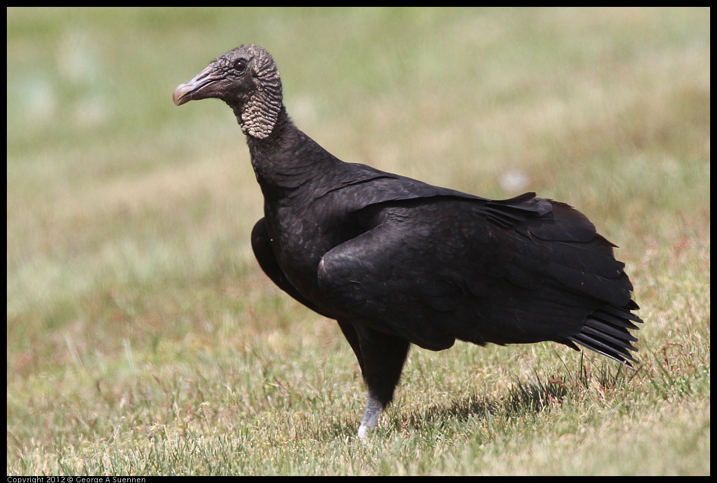 0414-083520-02.jpg - Black-headed Vulture