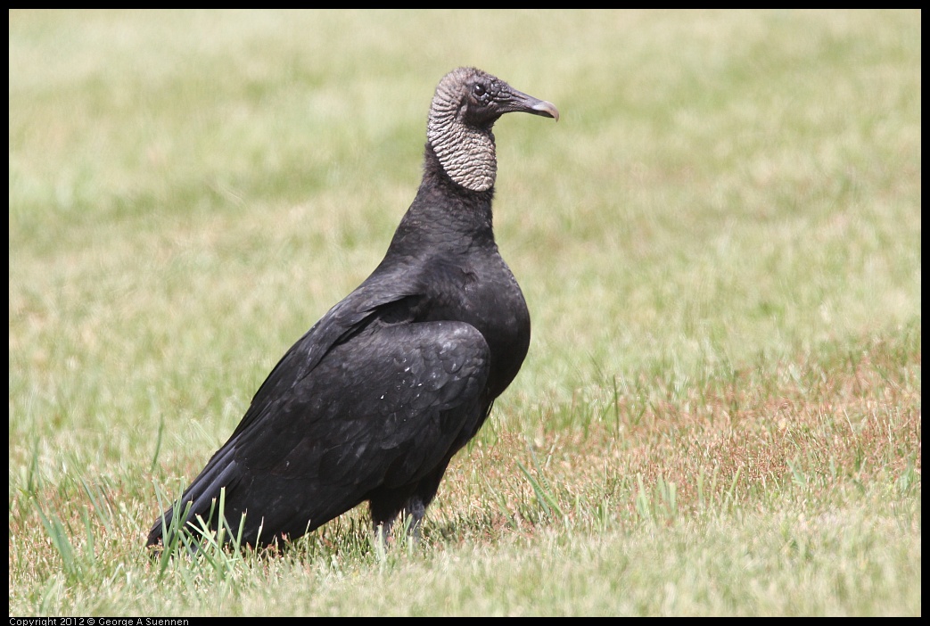 0414-083552-03.jpg - Black-headed Vulture