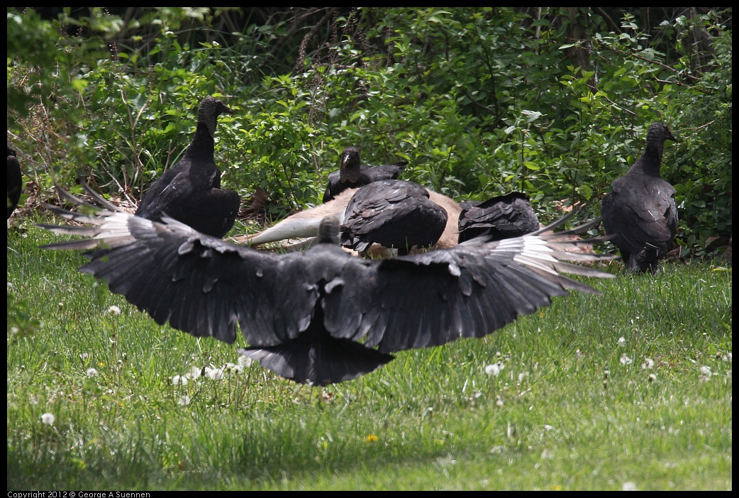 0414-083620-01.jpg - Black-headed Vulture
