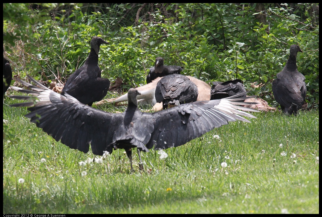 0414-083620-02.jpg - Black-headed Vulture