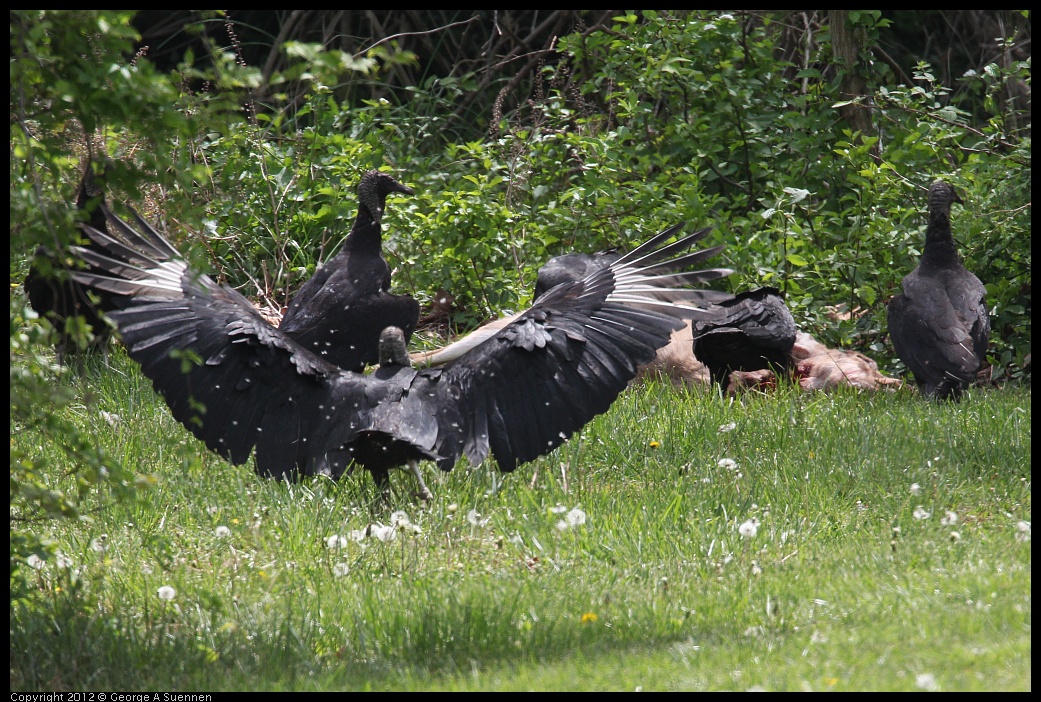0414-083621-01.jpg - Black-headed Vulture