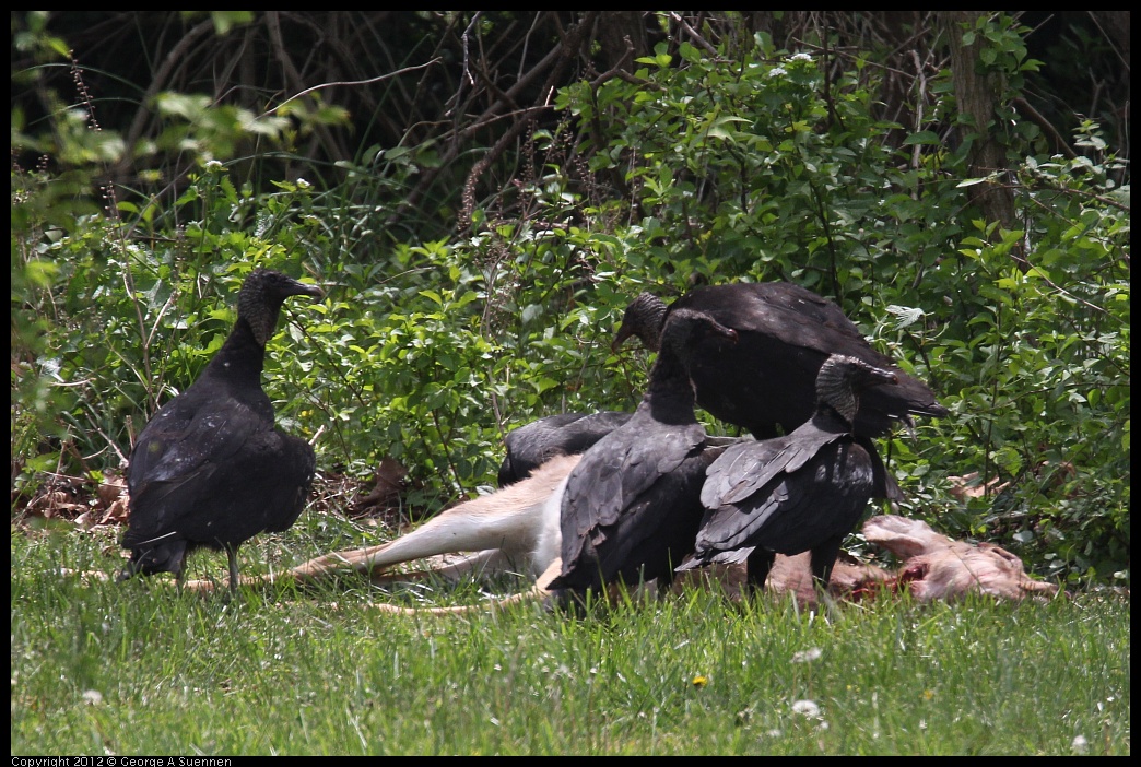 0414-083622-02.jpg - Black-headed Vulture
