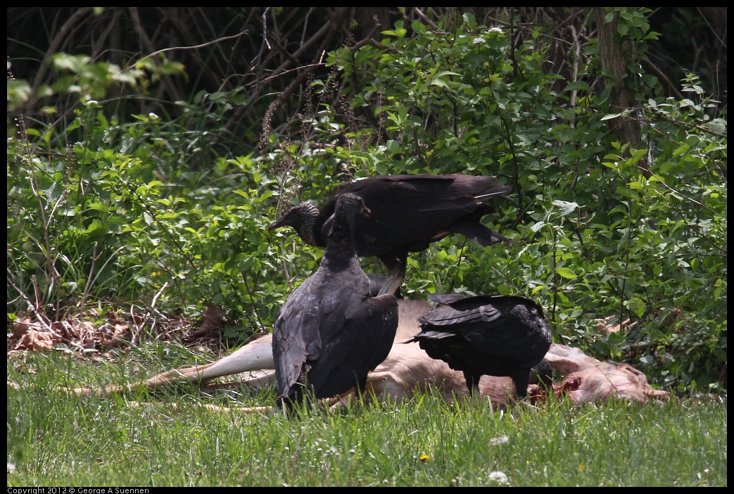 0414-083627-02.jpg - Black-headed Vulture