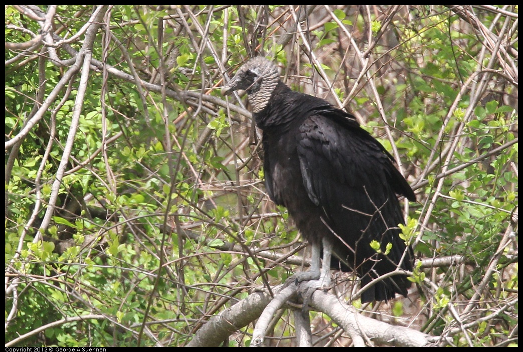 0414-083646-01.jpg - Black-headed Vulture