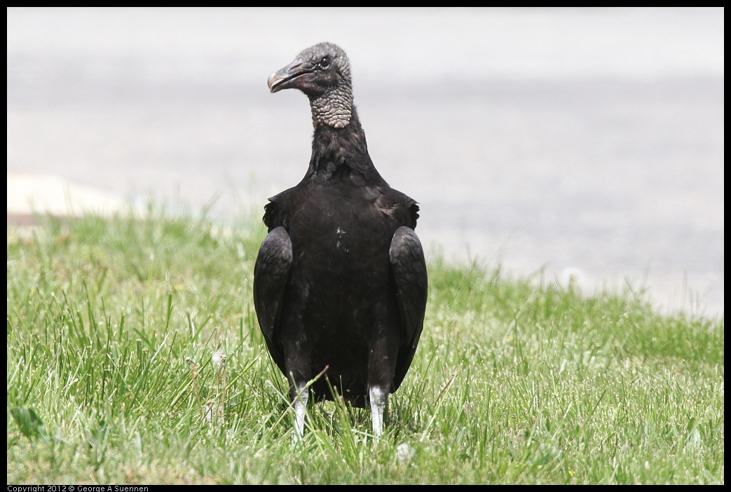 0414-083652-01.jpg - Black-headed Vulture