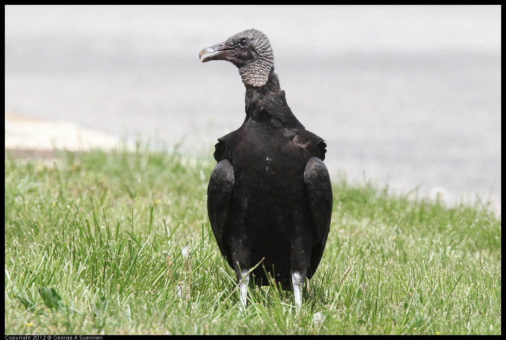 0414-083653-02.jpg - Black-headed Vulture