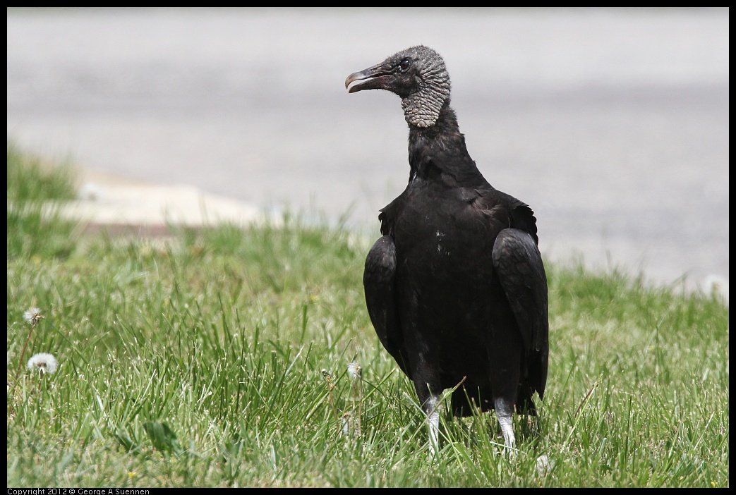 0414-083655-02.jpg - Black-headed Vulture