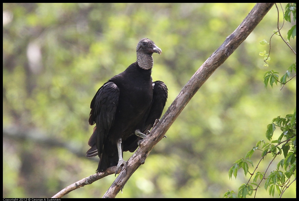 0414-083727-01.jpg - Black-headed Vulture