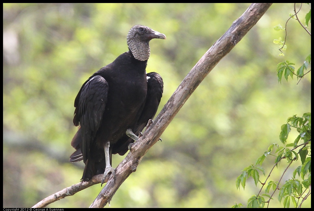 0414-083737-04.jpg - Black-headed Vulture