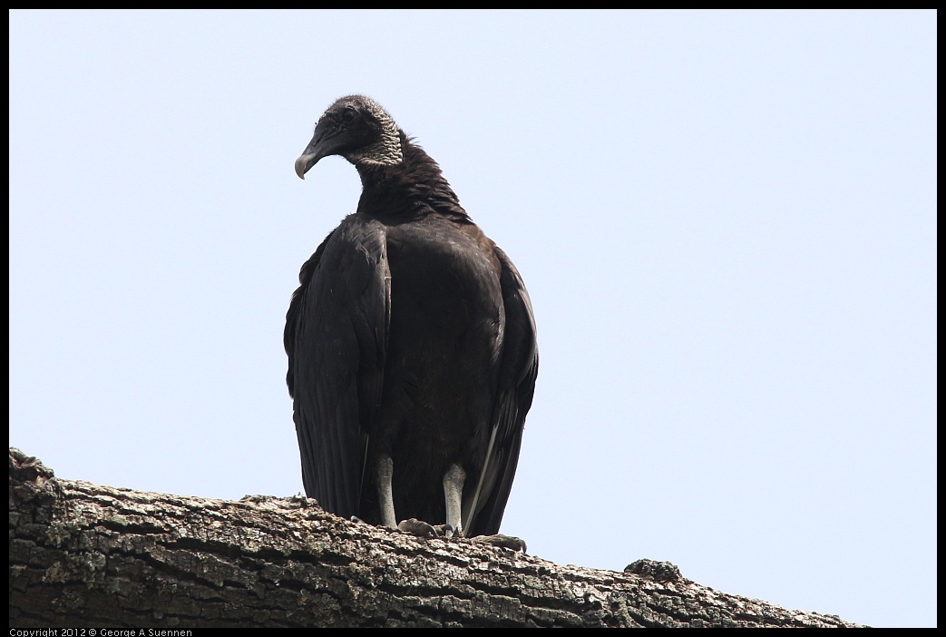 0414-083900-01.jpg - Black-headed Vulture