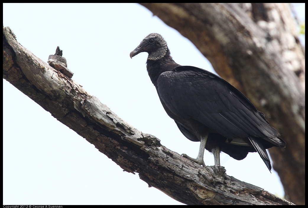 0414-083911-01.jpg - Black-headed Vulture