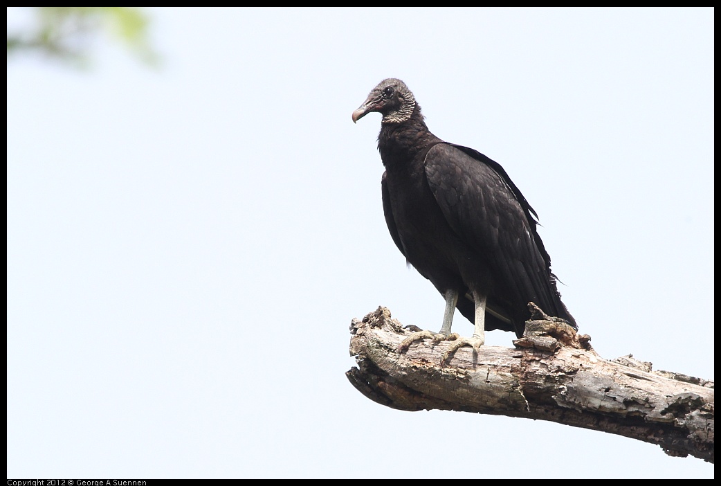 0414-084015-01.jpg - Black-headed Vulture