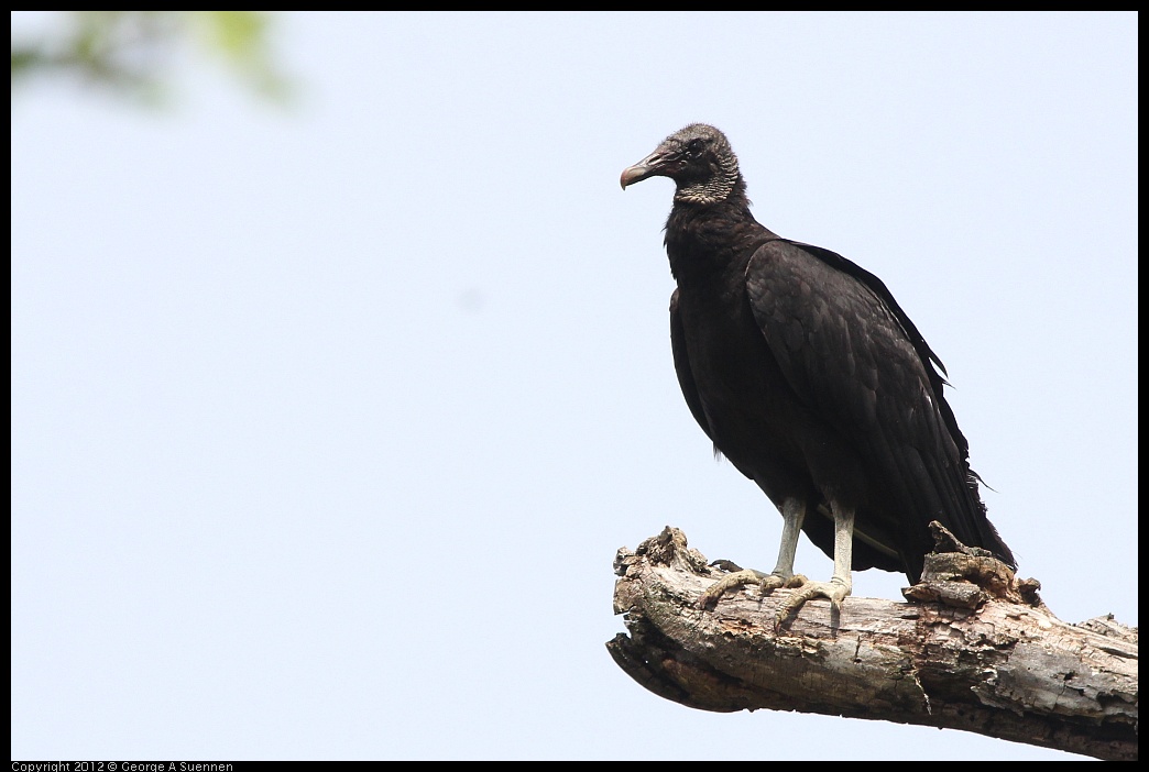 0414-084016-02.jpg - Black-headed Vulture