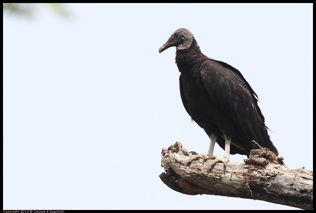 0414-084017-01.jpg - Black-headed Vulture