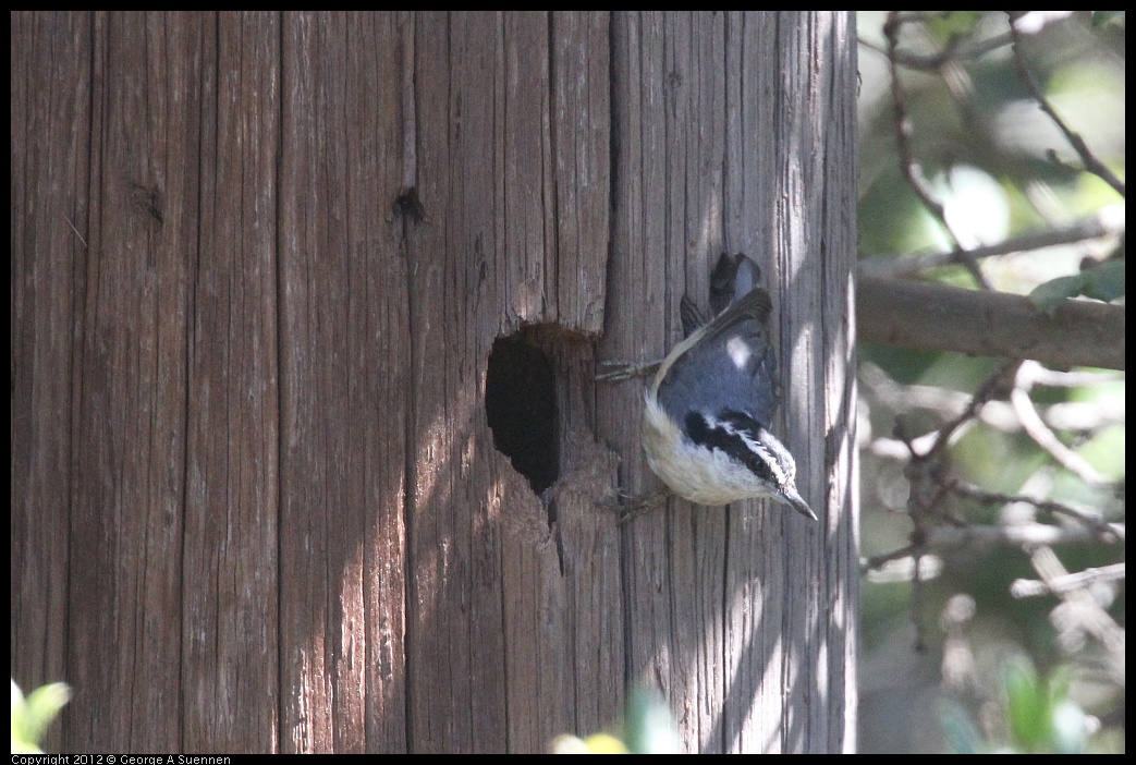 0421-110017-02.jpg - Red-breasted Nuthatch