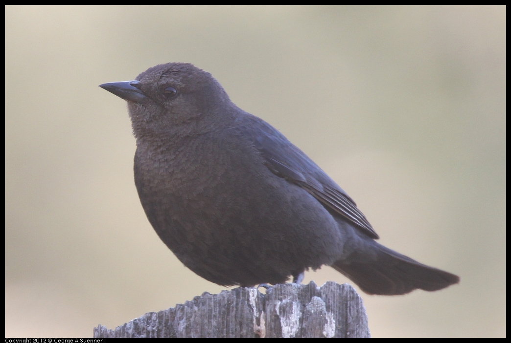 0528-144334-01.jpg - Brewer's Blackbird Female