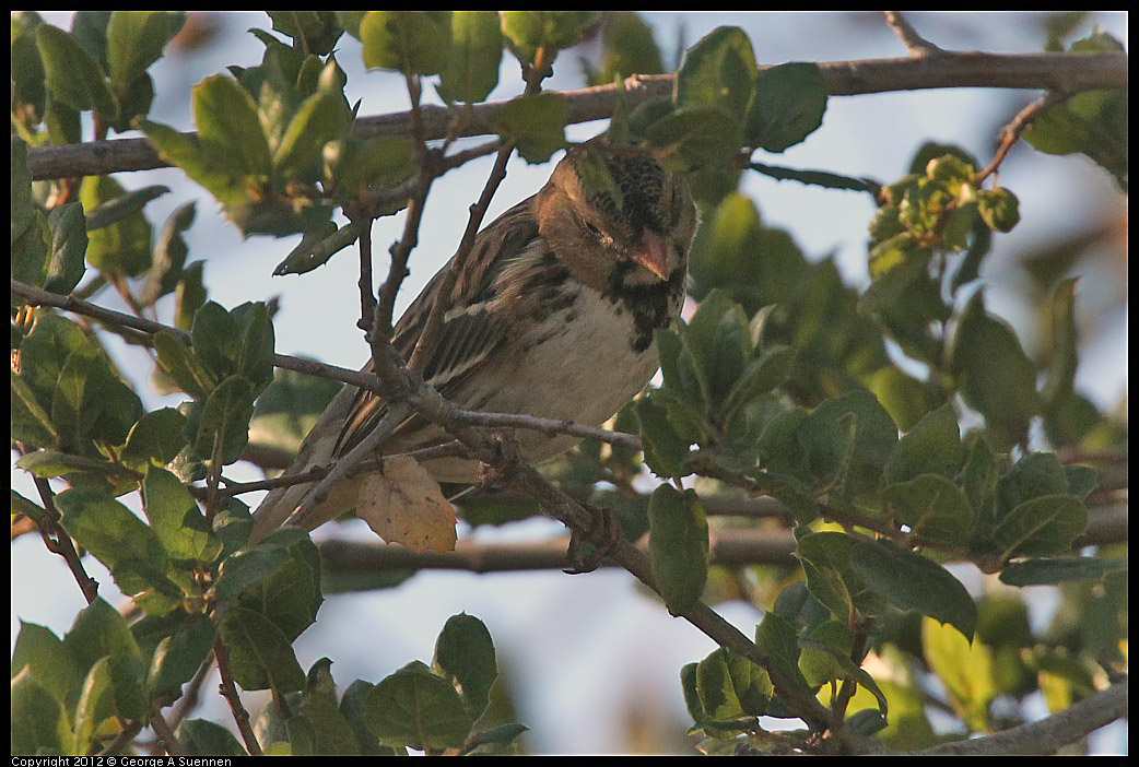 1103-090359-03.jpg - Harris's Sparrow