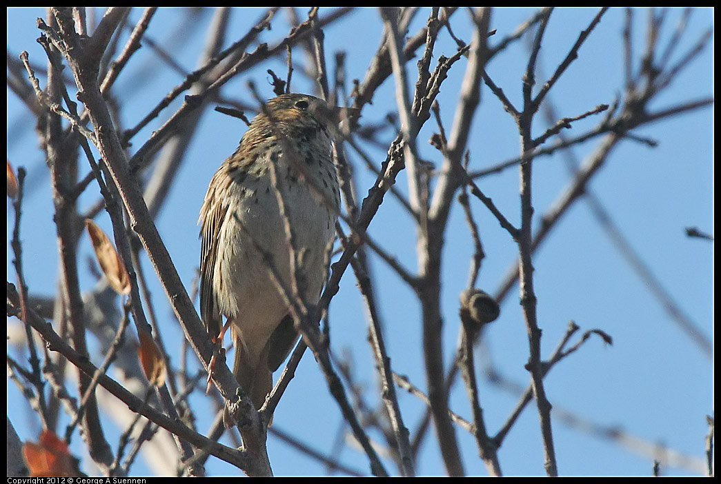 1103-091240-02.jpg - Savannah Sparrow