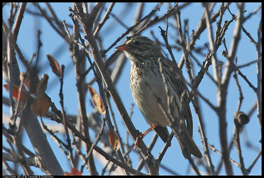 1103-091241-03.jpg - Savannah Sparrow