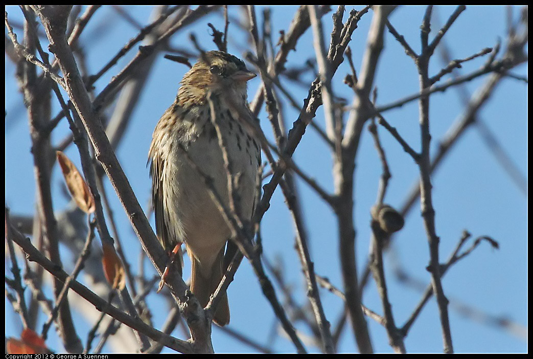 1103-091245-02.jpg - Savannah Sparrow