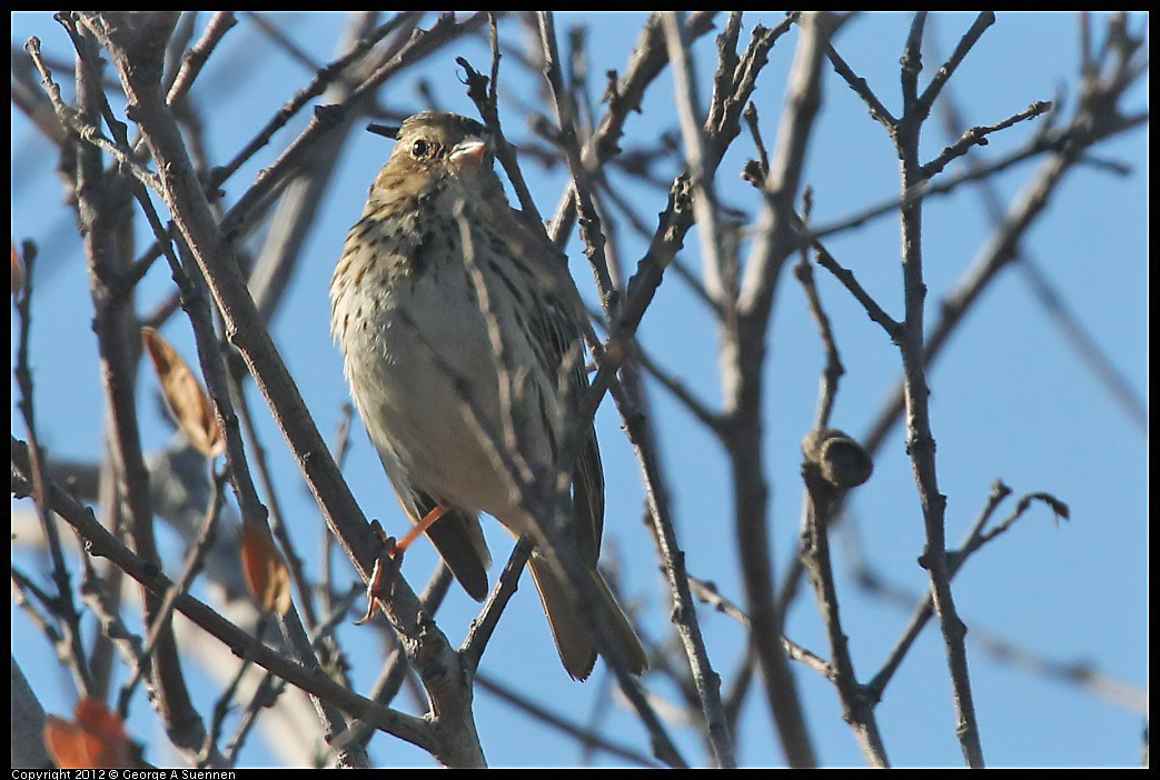 1103-091249-02.jpg - Savannah Sparrow