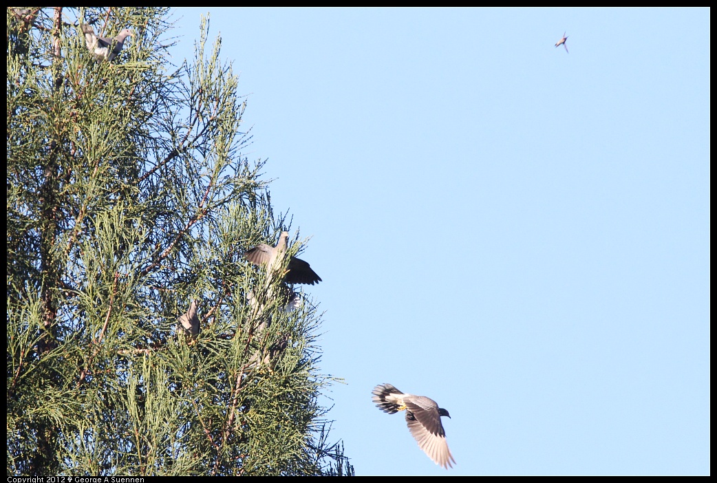 1210-085243-03.jpg - Band-tailed Pigeon and Anna's Hummingbird