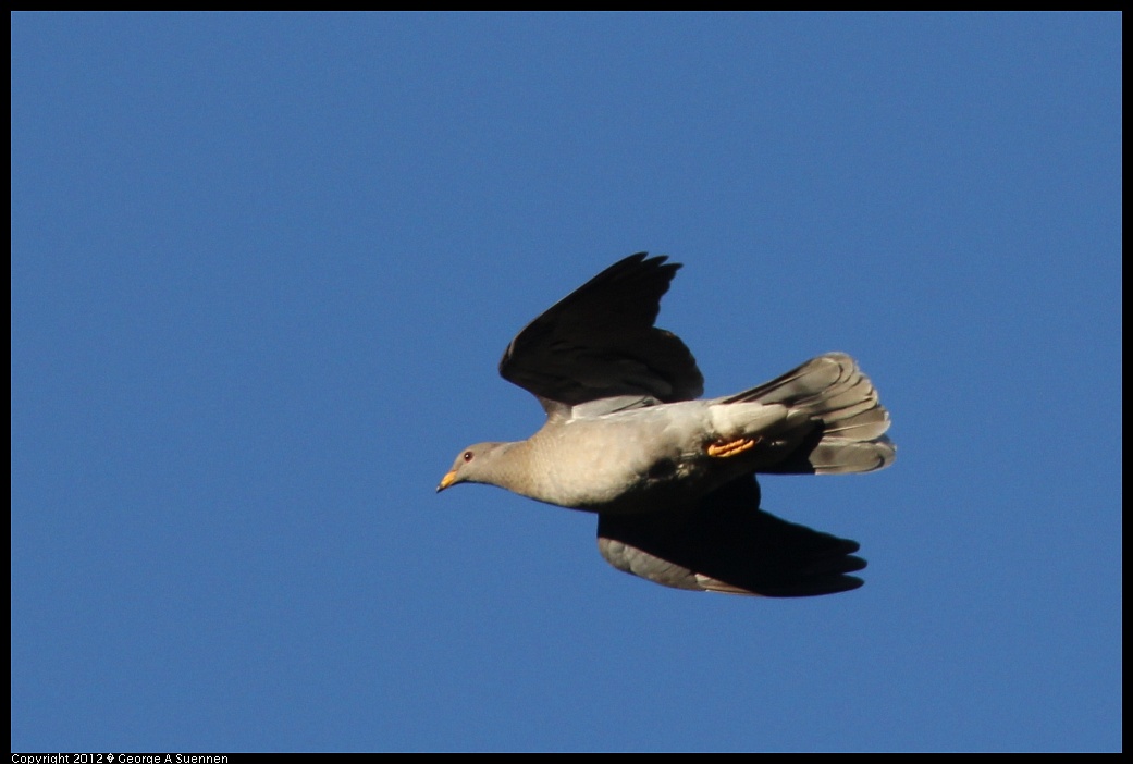 1210-090409-02.jpg - Band-tailed Pigeon