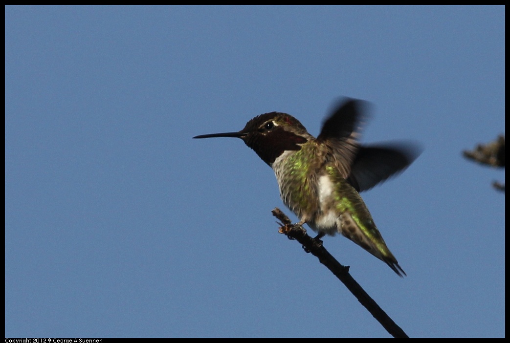 1219-094547-02.jpg - Anna's Hummingbird