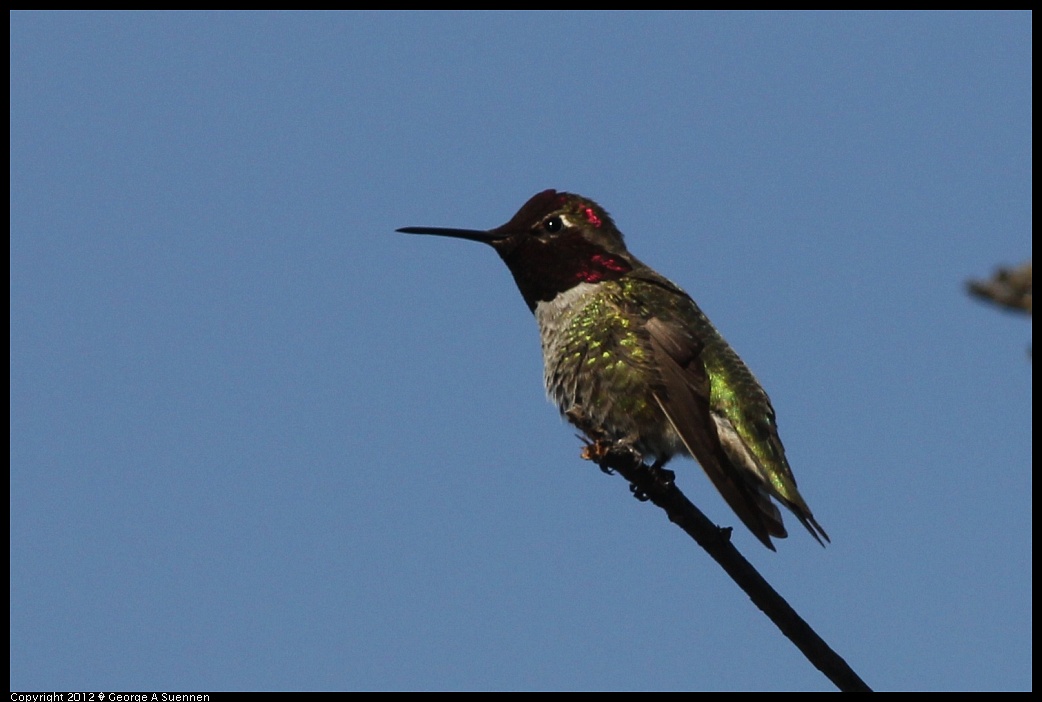 1219-094548-01.jpg - Anna's Hummingbird