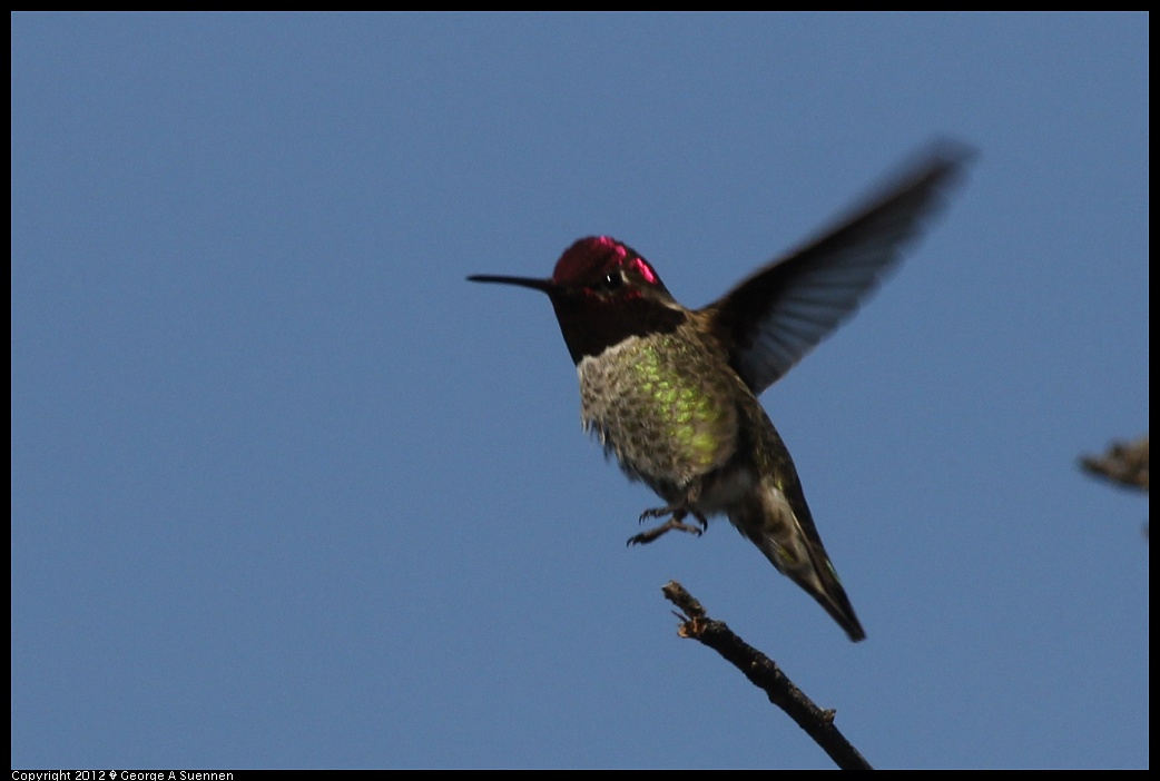 1219-094549-03.jpg - Anna's Hummingbird